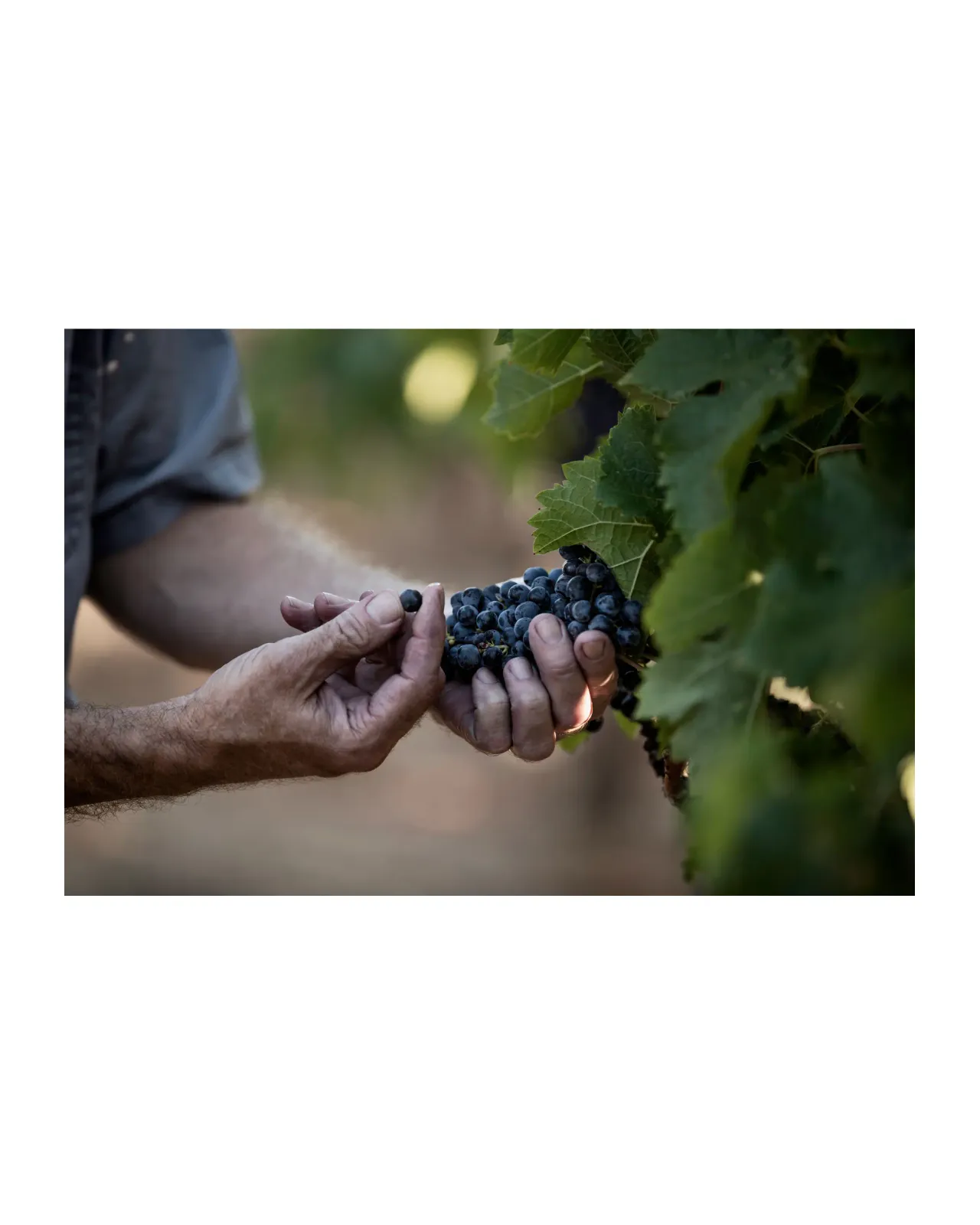 赤ワイン3本セット 000000000057_wGkaJQF.png