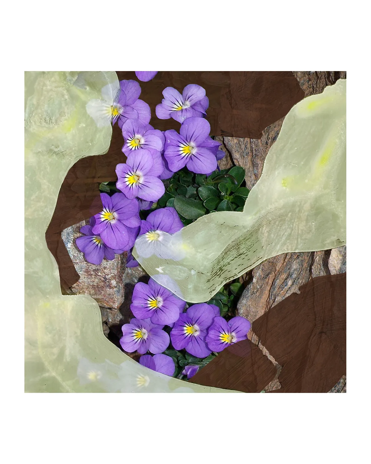 1996 オードパルファン 50ml | Matsuya Ginza