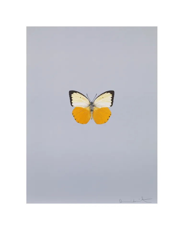 Damien Hirst アート 商品一覧 | Matsuya Ginza
