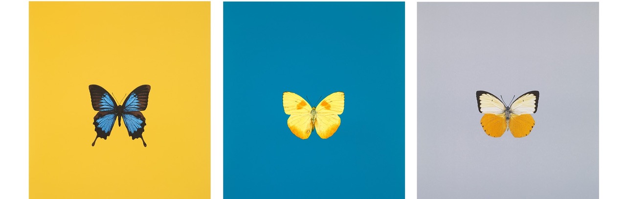 Damien Hirst アート 商品一覧 | Matsuya Ginza